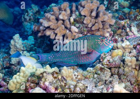 A terminal male stareye parrotfish, Calotomus carolinus, Hawaii. Stock Photo