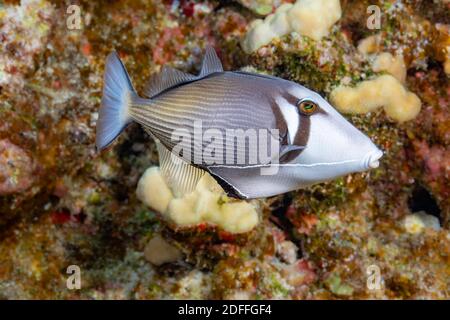 The lei triggerfish, Sufflamen bursa, is most often seen foraging alone although pairs occasionally interact, Hawaii. Stock Photo
