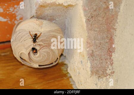 A nest of Asian hornet (Vespa velutina), also known as the yellow-legged hornet or Asian predatory wasp on a roof in Montauriol, Aude , France on August 10, 2020. Photo by JMP/ABACAPRESS.COM Stock Photo
