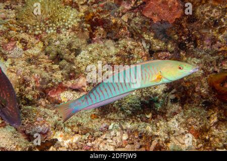 This pastel ring wrasse, Hologymnosus doliatus, is currently in the intermediate female phase and will turn to male later on in life, Philippines. Stock Photo