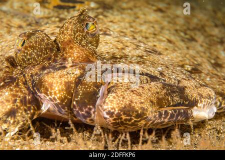 Skeleton shrimp, Caprellide sp. line the bottom in front of this Javan Flounder, Pseudorhombus javanicus, Philippines. Stock Photo