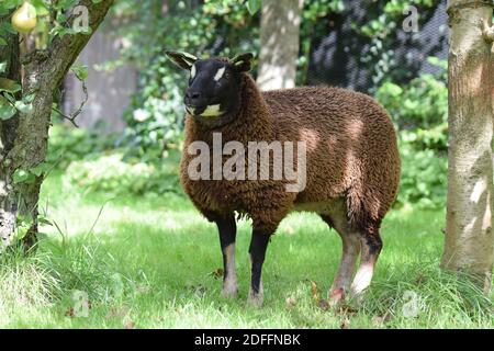 Badgerface Texel ewe Stock Photo
