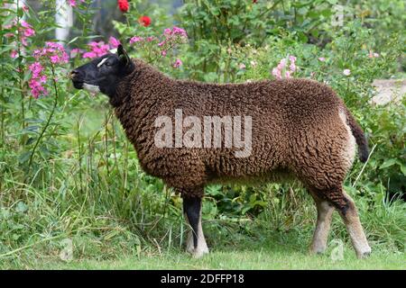 Badgerface Texel ewe sniffing flower Stock Photo