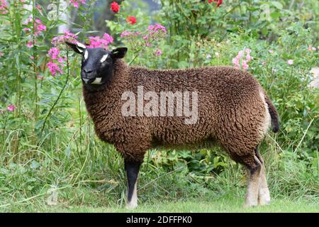 Badgerface Texel ewe Stock Photo