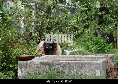 Badgerface Texel ewe by pond Stock Photo