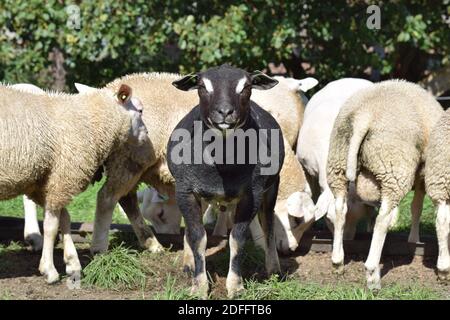 Badgerface Texel ram Stock Photo