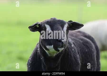 Badgerface Texel Ram Stock Photo