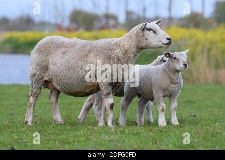 Sheep with lambs Stock Photo