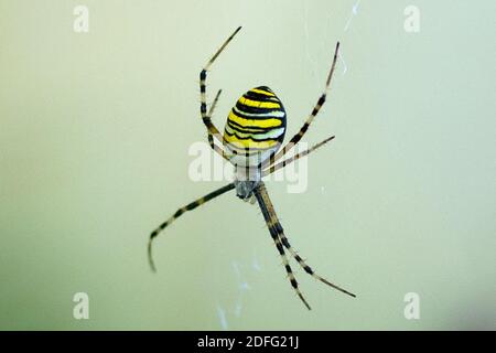 Argiope bruennichi (wasp spider) is a species of orb-web spider distributed throughout central Europe, northern Europe, north Africa, parts of Asia, and the Azores archipelago.[1] Like many other members of the genus Argiope, (including St Andrew's Cross spiders), it shows striking yellow and black markings on its abdomen in Montauriol, Aude , France on August 30, 2020. Photo by JMP/ABACAPRESS.COM