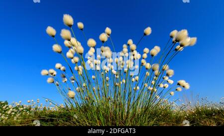 Blühendes Wollgras im Goldenstedter Moor, (Eriophorum vaginatum), Stock Photo