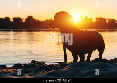 silhouette of funny domestic pet dog or dachshund on river beach at sunset Stock Photo