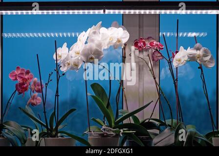 Phalaenopsis (Moth Orchid) plants blooming on windowsill under lamp in winter season to prolong necessary light period Stock Photo