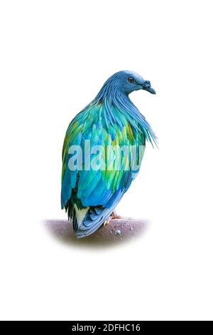 Nicobar Pigeon isolated on white background Stock Photo