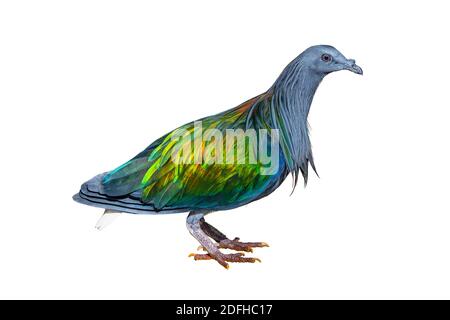 Nicobar Pigeon isolated on white background Stock Photo