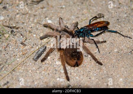 Tarantula Hawk (Pepsis formosa) and Desert Tarantula (Aphonopelma chalcodes) Stock Photo