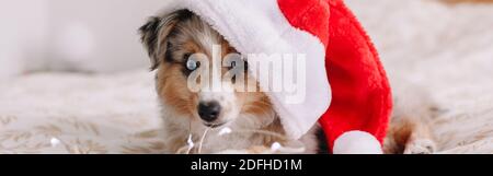 Cute small dog pet in Santa hat lying on bed at home. Christmas New Year holiday celebration. Adorable miniature Australian shepherd dog puppy with Ch Stock Photo