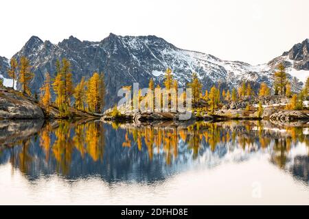 WA18678-00...WASHINGTON - Subalpine larch in autumn colors around the outlet of Lower Ice Lake in Glacier Peak Wilderness area. Stock Photo