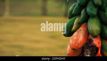 Large image of a papaya tree with selective focus and close up on the ripe, unripe and overripe papayas fruit. Blurred background with copy space Stock Photo