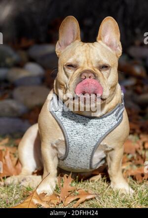 Male French Bulldog Sitting and Licking His Nose Stock Photo