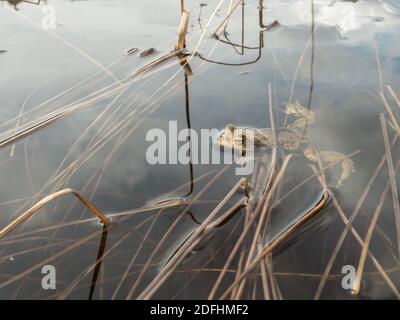 Common toad frog floating at water surface Stock Photo