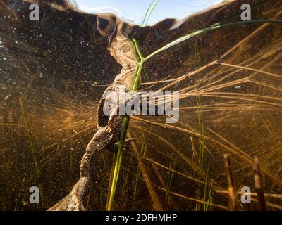 Common toad resting on a sedge near water surface Stock Photo