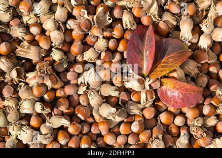 autumn background of hazelnuts with shell and leaves close up Stock Photo