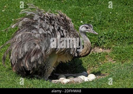 American Rhea, rhea americana, Adult sitting on Eggs in Nest Stock Photo