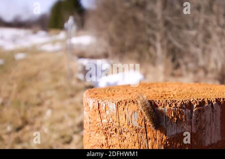 Fluffy caterpillar crawling on pole outdoors in spring day Stock Photo