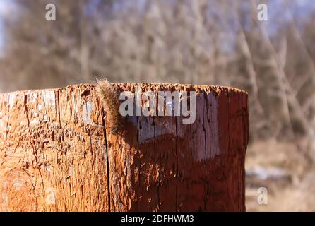 Fluffy caterpillar crawling on pole outdoors in spring day Stock Photo