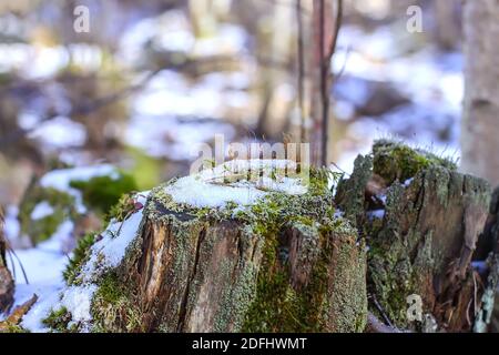Melting snow surface on tree stump in sunlight in spring forest Stock Photo