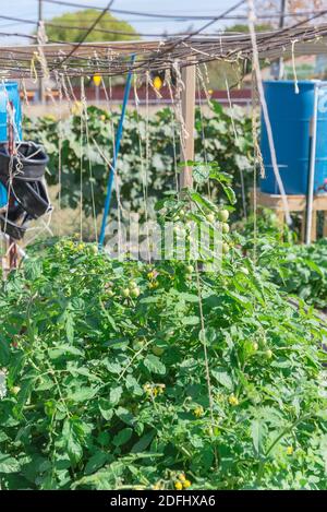 Twine string from overhead cattle panel to trellis vigorous cherry tomatoes bush at community garden with blue rain barrel in background. Vertical tom Stock Photo