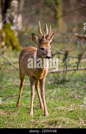 Roe Deer, capreolus capreolus, Male in Undergrowth, Normandy Stock Photo