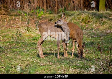Roe Deer, capreolus capreolus, Females in Undergrowth, Normandy Stock Photo