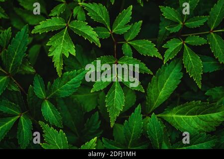 Dark green leaves of Japanese astilbe (Astilbe japonica) at night, view from above Stock Photo