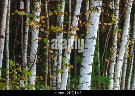 White birch tree grove in mixed forest, young tree trunks closeup Stock Photo
