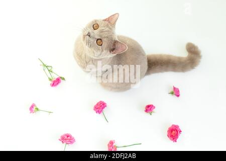 Scottish young cat on white. Scottish cat with roses flowers Stock Photo