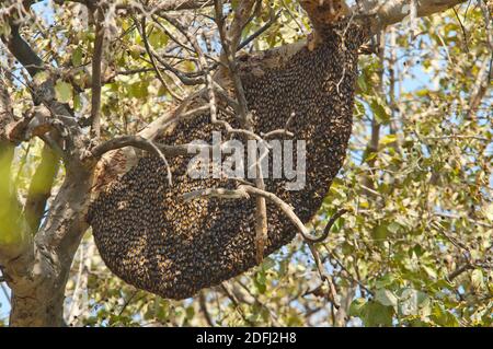 Bees - wild swarm rest on tree Stock Photo