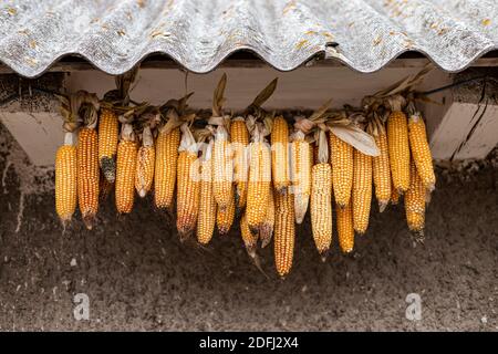 atmospheric photo of corn dried on a rope Stock Photo
