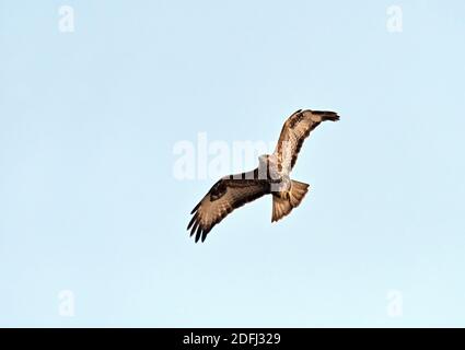 Common buzzard, Buteo buteo flying Stock Photo