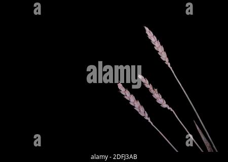 three pieces of wheat isolated on black background flat lay. Image contains copy space Stock Photo