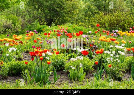 Flower bed with different varieties of tulips in a spring garden Stock Photo