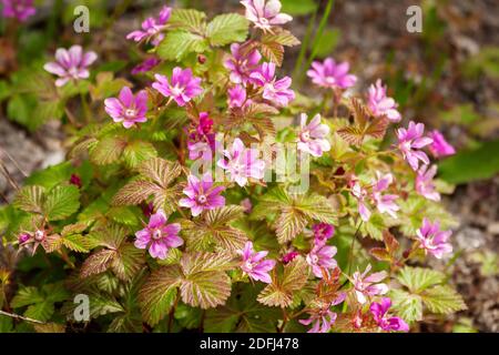 Blooming arctic raspberry or Rubus arcticus, grows in northern forests and tundra Stock Photo