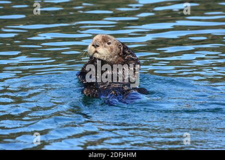 Sea otter, Alaska Stock Photo