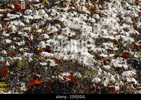 White cotton-grass (Eriphorum scheuchzeri) growing in Alaska Stock Photo
