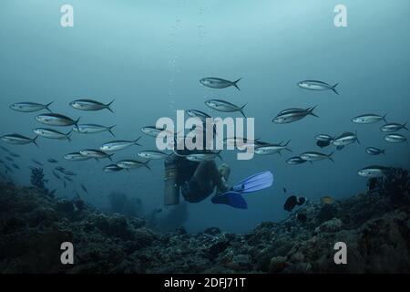 Mystical contemplation. The tranquil beauty of the Maldives reefs. Wonderful and amazing underwater world. Stock Photo