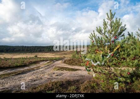 View of Hankley Common, Surrey, UK, in December with a scots pine tree decorated with Christmas decorations Stock Photo