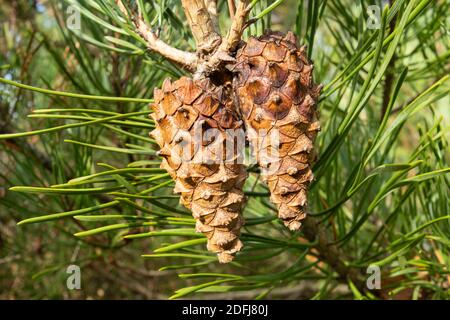 Scots pine cones Pinus sylvestris on the tree, UK Stock Photo