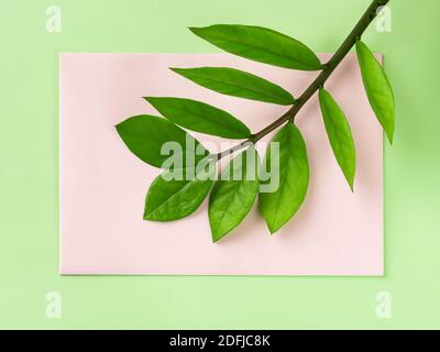 Fresh green stem of eternity Zuzu plant or Zamioculcas zamiifolia on a pastel pink paper card over green background. Living green lifestyle. Stock Photo