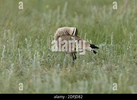 Sociable Lapwing (Vanellus gregarius) adult preening back  Akmola province, Kazakhstan          June Stock Photo