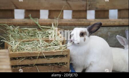 White color rabbit or bunny sitting and playing on cement floor in house and dry Barley straw and water in tray beside them. they look a bit fluffy an Stock Photo